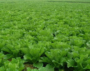 國家助力農(nóng)產(chǎn)品品牌致富 您符合這些條件嗎？