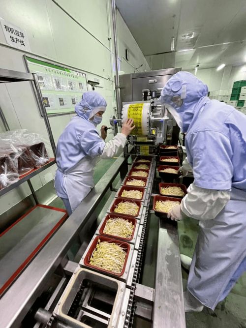 立春咬春正當(dāng)時 一張薄餅卷起京城大地的鮮甜