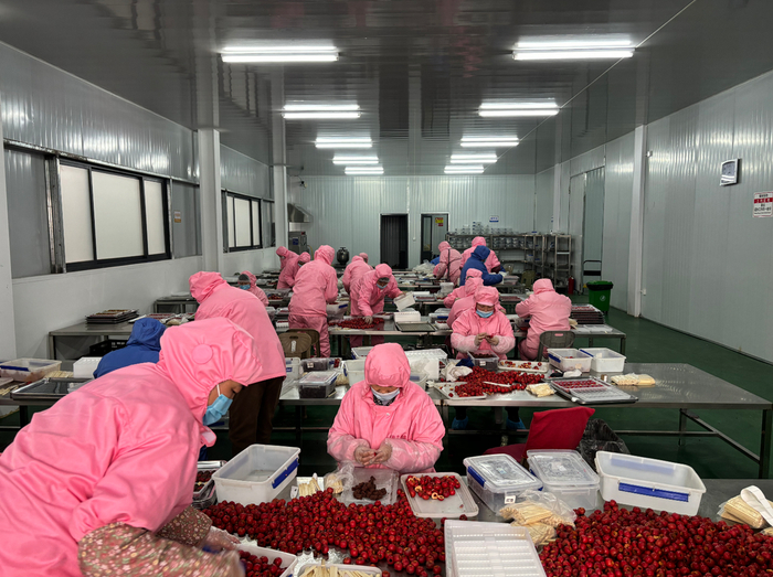 劉杜鎮(zhèn)山楂加工產(chǎn)業(yè)升級(jí) 高端糖葫蘆年產(chǎn)1500噸，打造初級(jí)農(nóng)產(chǎn)品精深加工新標(biāo)桿