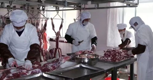 陜西榆林橫山羊肉 國宴一品背后的民生民計(jì)